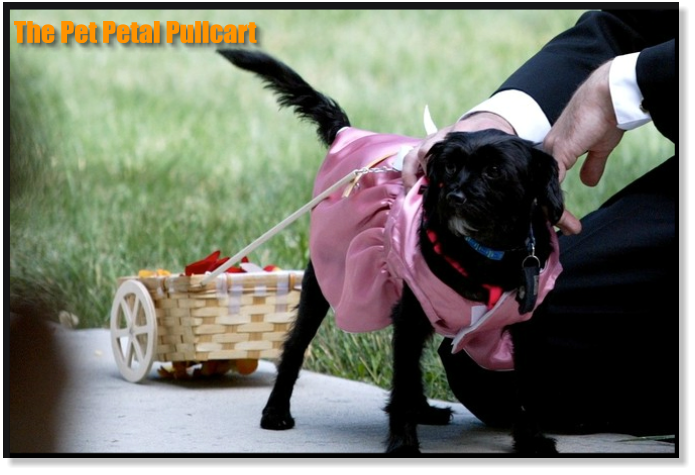 The Pet Petal Pullcart